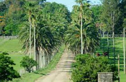 Opiniones de servicios en Durazno